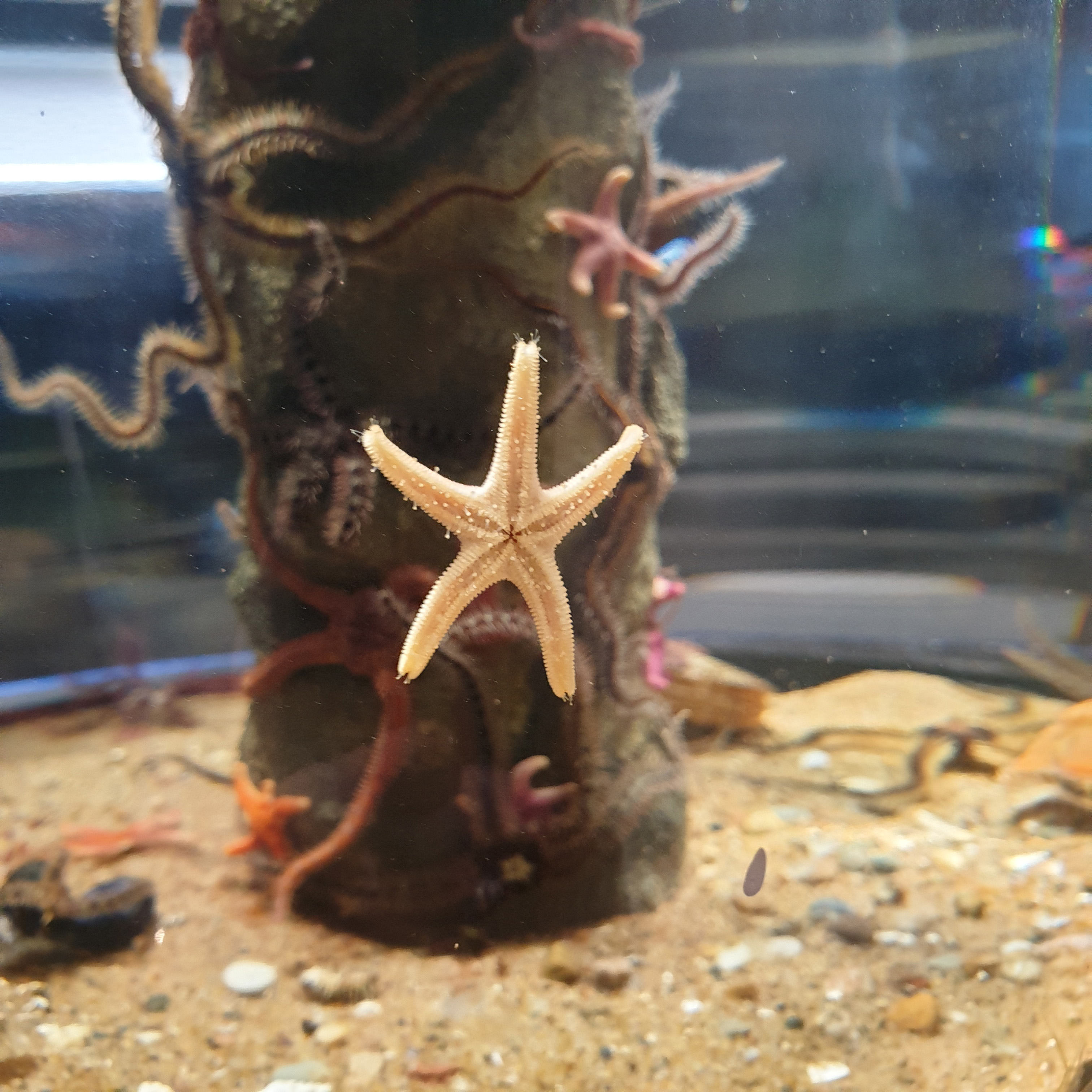 Patrick